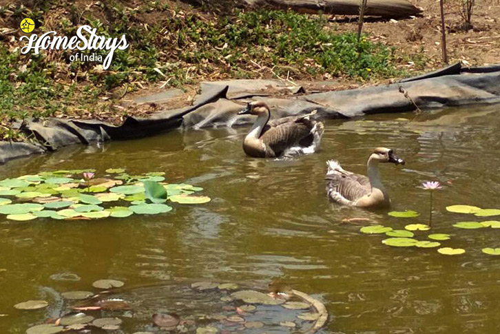 Duck-Pond-Nature's Bliss Organic Farmstay-Kamshet