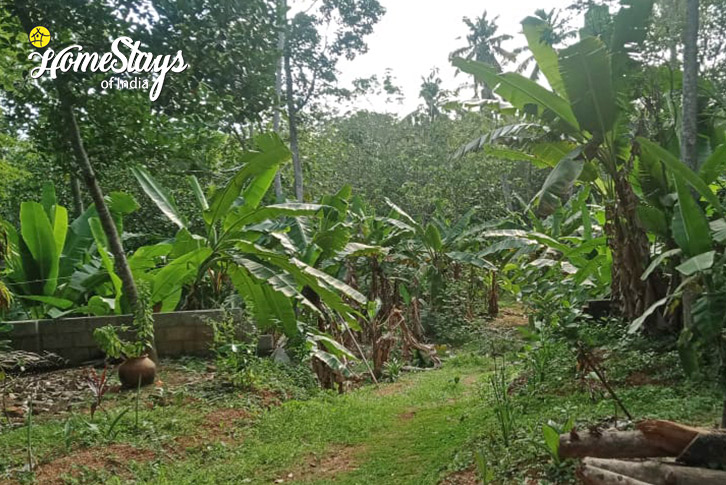 Garden-1-EarthSong Heritage Homestay-Athichanvilai, Kanyakumari