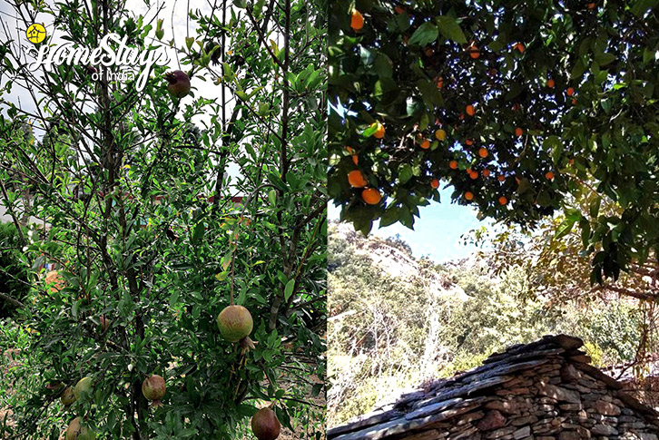 Fresh Fruits-Heaven's Door Community Homestay-Kandara