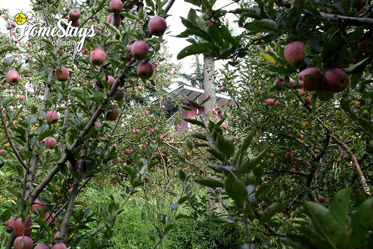 Apple-Orchard-Deodar Homestay, Ranot-Rampur