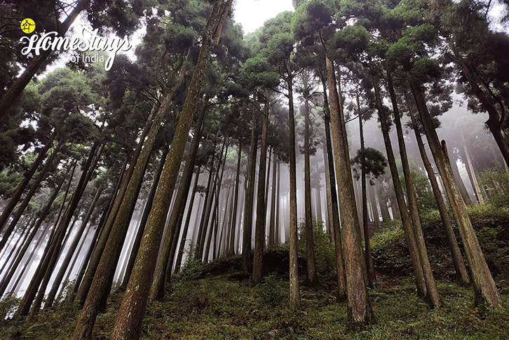 Surrounding-1-Green Glory Homestay-Tinchuley-Homestays-of-india
