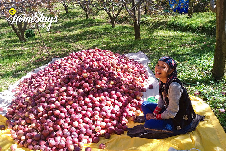 Apple-Nature's Hideout Homestay, Bathad-Banjar