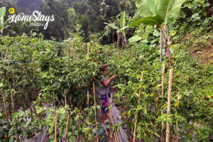 Vegetables-Happy Harvest Farmstay, Ranipool - Gangtok