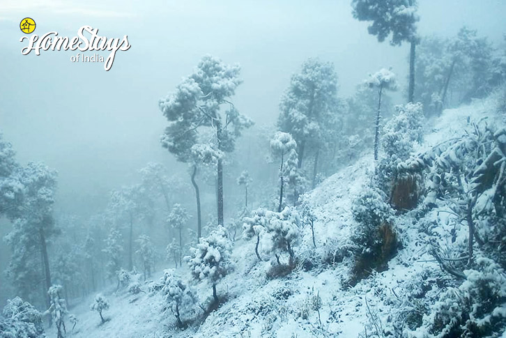 Winter-1-Divine Aura Homestay-Kasar Devi