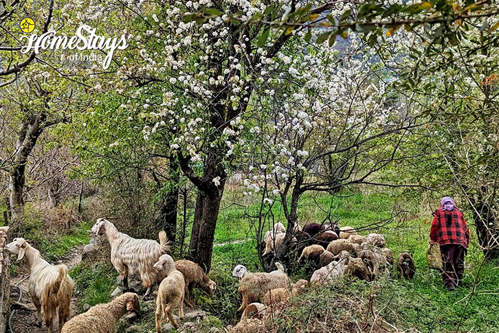 Apple-Orchard-Wonderland Homestay-Naggar-Manali
