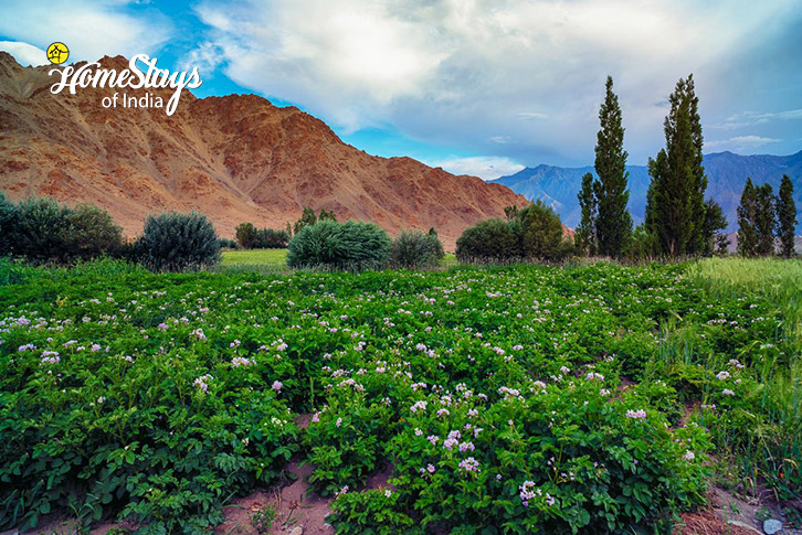 Organic-Vegetable-Likir-Homestay-Ladakh