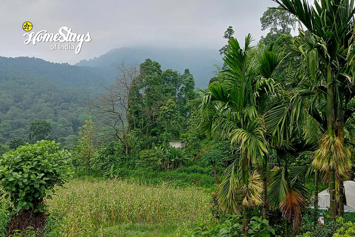 View-Emerald Escape Homestay, Jaldhaka