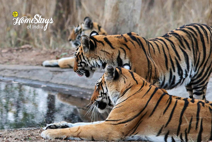 Wild-Life-Wild Woods Homestay-Pench