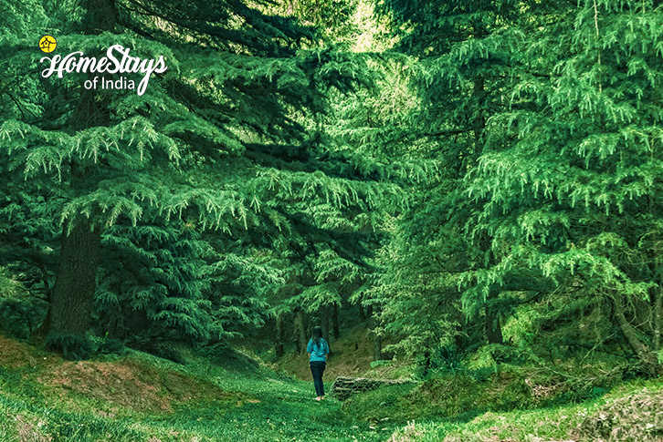 Forest-Verdant Vista Homestay, Dobhi-Kullu