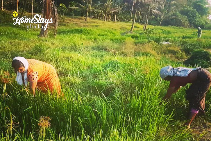 Farming 2-Hidden Lotus Homestay, Mevelloor-Kottayam