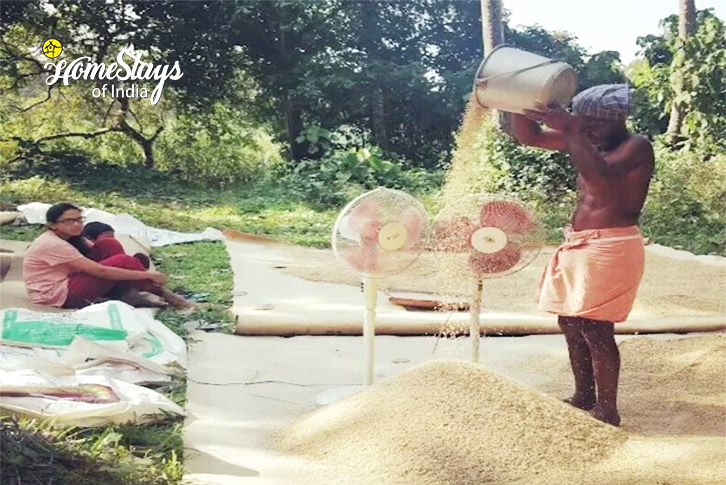 Farming Activity-Hidden Lotus Homestay, Mevelloor-Kottayam