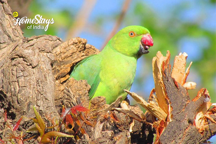 Parrot-Willow Aura Homestay-Ajmer 
