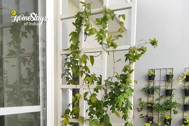 Plant Decoration-The Sojourn Leaf Homestay-Panchkula 