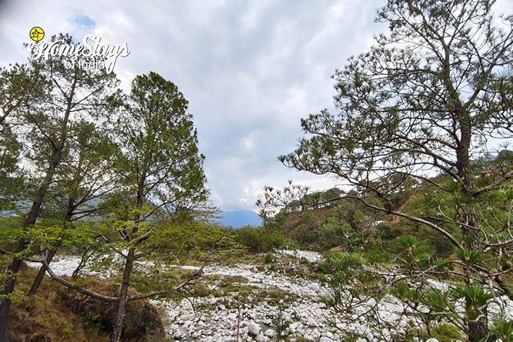 Surrounding-Mindful Meadows Homestay-Palampur