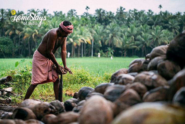 Coconut Farming-Mann & Monsoon Homestay, Kerala