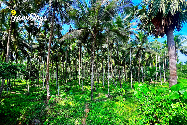 Coconut Tree-Riverleaf Villa - Mangalore