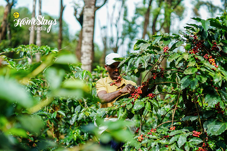 Coffee Farm-Nurture Farmstay-Chikmagalur