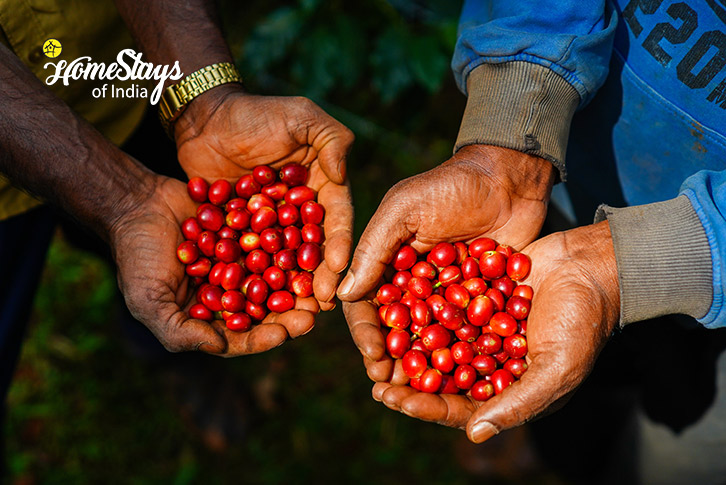 Coffee-Nurture Farmstay-Chikmagalur