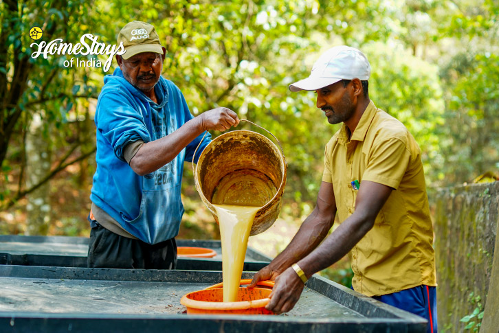Coffee Processing-Nurture Farmstay-Chikmagalur