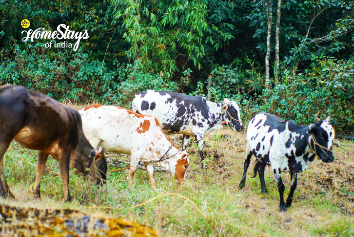 Cows-Nurture Farmstay-Chikmagalur