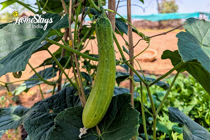 Cucumber-The Green Path Farmstay-Pali