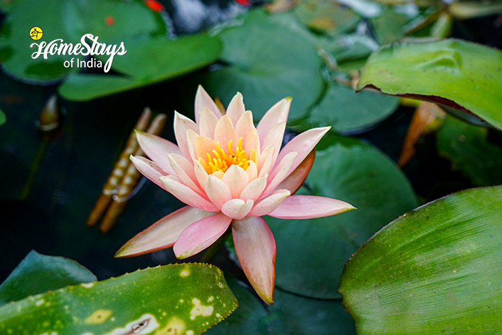 Flower-Nurture Farmstay-Chikmagalur