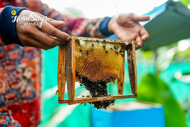 Honey-Nurture Farmstay-Chikmagalur