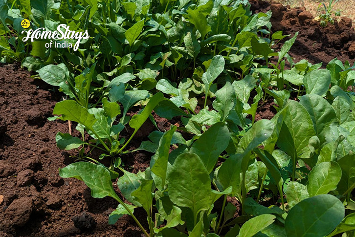 Organic Vegetables 2-The Green Path Farmstay-Pali