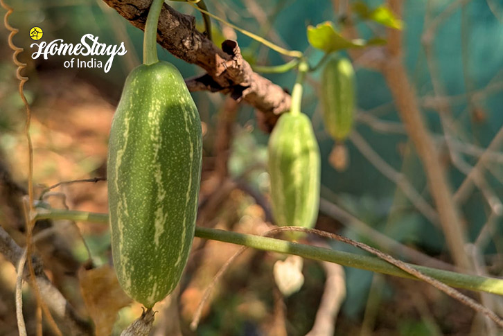 Organic Vegetables-The Green Path Farmstay-Pali