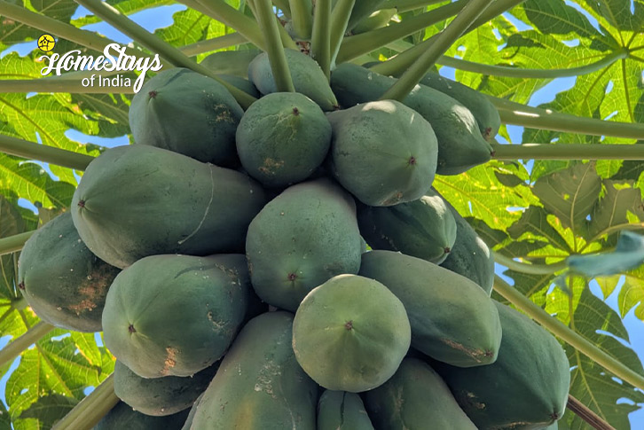 Papaya-The Green Path Farmstay-Pali