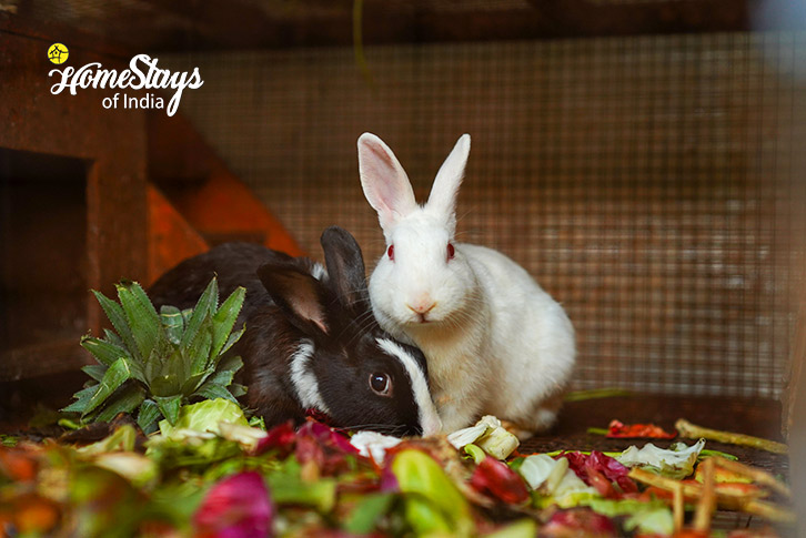 Rabbit-Nurture Farmstay-Chikmagalur