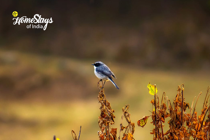 Bird-Beyond the Pines Homestay-Binsar