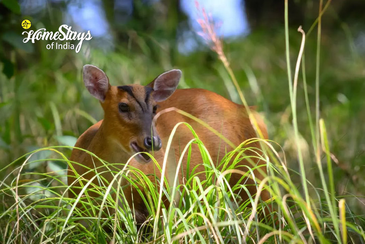 Deer-Beyond the Pines Homestay-Binsar