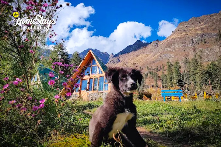 Pets 2-Snow pine Cottage, Tosh - Parvati Valley 